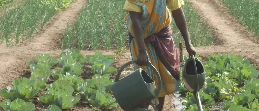 Une personne arrose des rangées de plants dans un champ agricole sous le soleil