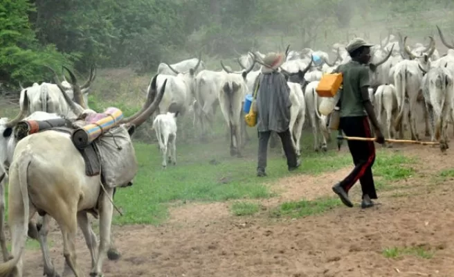 Deux hommes accompagnent un troupeau de vaches blanches sur un chemin de terre entouré de végétation verte