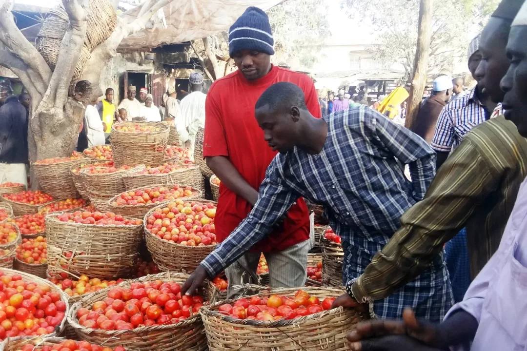 Plusieurs hommes choisissent des tomates dans un marché en plein air avec de nombreux paniers débordant de tomates rouges
