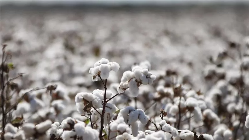Champ de coton blanc à maturité sous un ciel clair