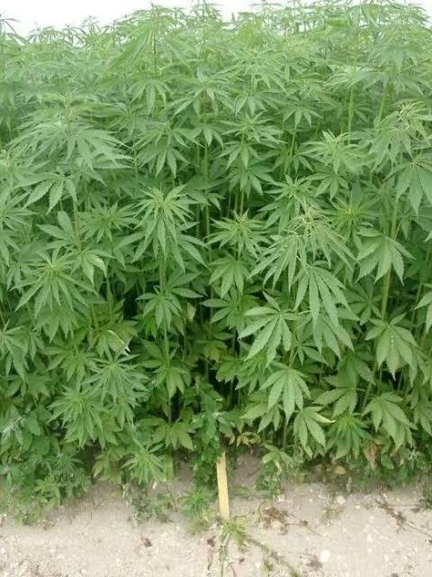 Plantes vertes denses avec feuilles fines en forme d’éventail poussant dans un sol clair et sablonneux