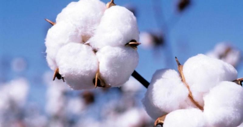 Capsules de coton blanc éclaté sur une branche avec un ciel bleu en arrière-plan