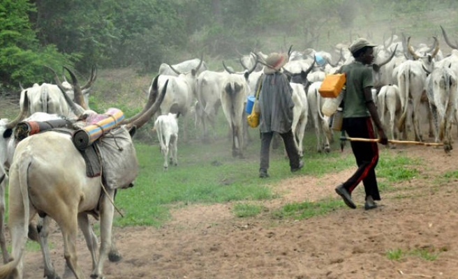 Deux hommes accompagnent un troupeau de vaches blanches sur un chemin de terre entouré de végétation verte