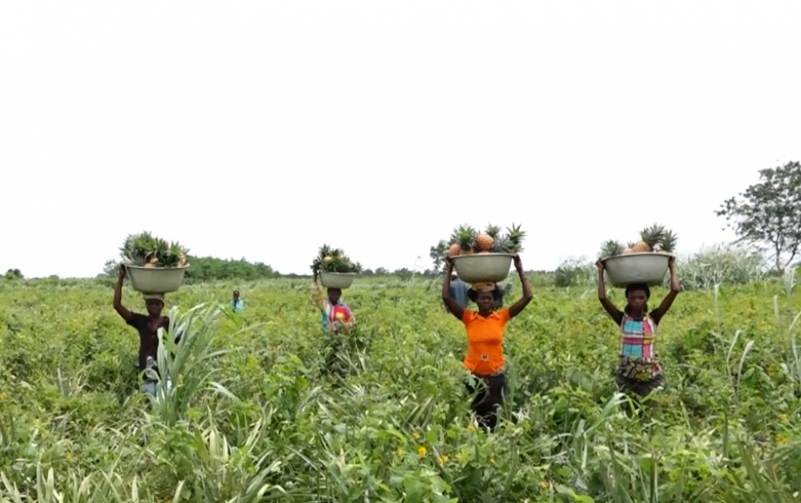 Quatre personnes portent des paniers remplis d’ananas sur la tête dans un champ verdoyant sous un ciel clair