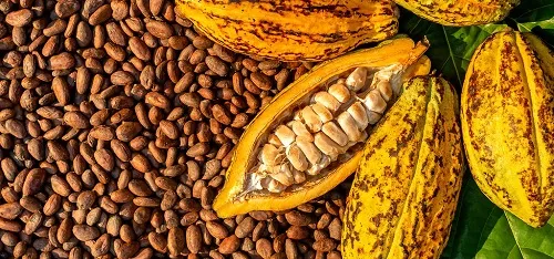 Gousse de cacao ouverte montrant les fèves entourées de pulpe blanche posée sur des cabosses mûres jaunes et des grains secs éclatés