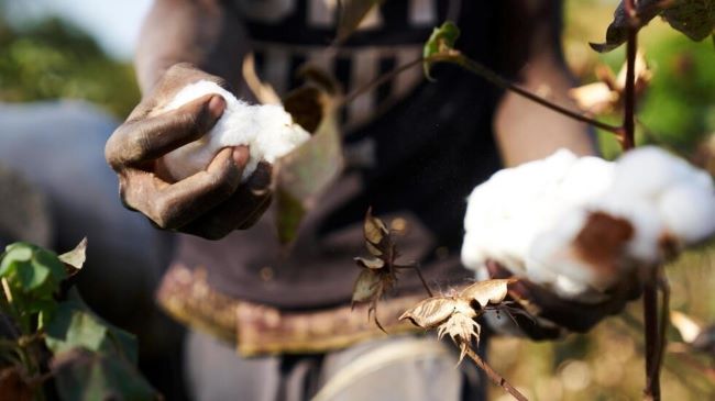Mains d’une personne récoltant du coton blanc mature sur la plante dans un champ ensoleillé